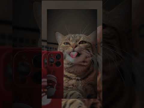 #fyy #likeevideo #cosmina #foryou #like #photography #love #tiktok #muzica #animal