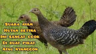 Download lagu Suara ayam hutan hijau betina ccok untuk memancing jantan mp3