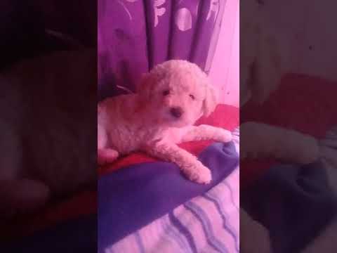 Mi perrito cuando rabea