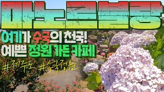 여기가 수국의 천국! 예쁜 정원 가든 제주도 마노르블랑 카페♡ㅣ[대림묘목농원_제주도 수국정원 여행기]