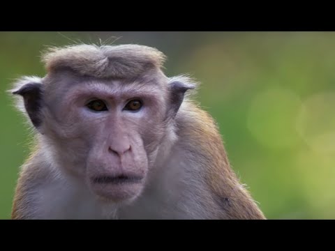 Macaque Monkeys at War | BBC Earth