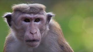 קופי מקאק במלחמה | BBC Earth