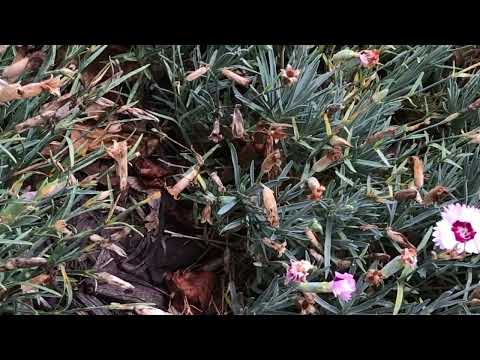 Cicada Killer Wasps Found Throughout the Lawn in Rumson, NJ