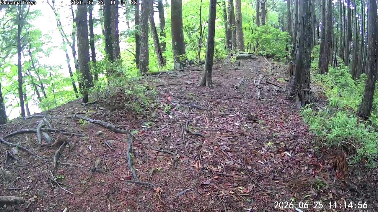 Live webcam view of Okutama Forest Wildlife Cam