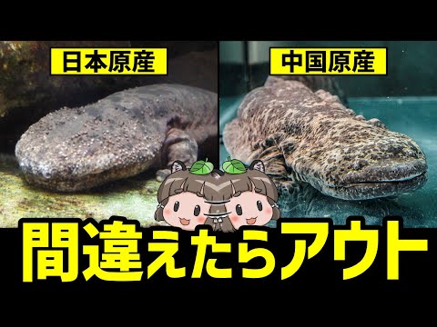 致命的な菌類がサンショウウオを脅かす