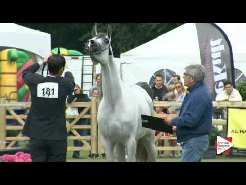 N.181 AMANDA PEGASUS - Bruges 2016 - Fillies 3 years old (Class 107)