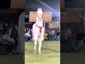 Horse Mating