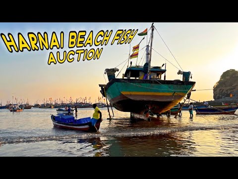 Harnai Beach | Dapoli | Konkan Region | Fish Auction
