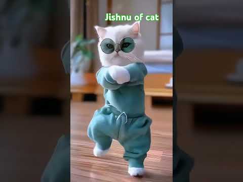 Cute cat dance of cat cute 👌😀💯🤣🤣🤣🤣🤣