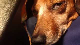 Doggie REM sleep dreaming