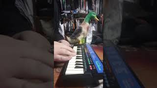 Video thumbnail for Demo of Casio SA-8 Small Keyboard & Good Candidate to Circuit Bend! by James Farber
