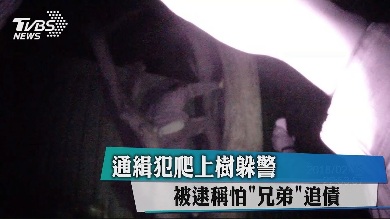 通緝犯爬上樹躲警 被逮稱怕「兄弟」追債