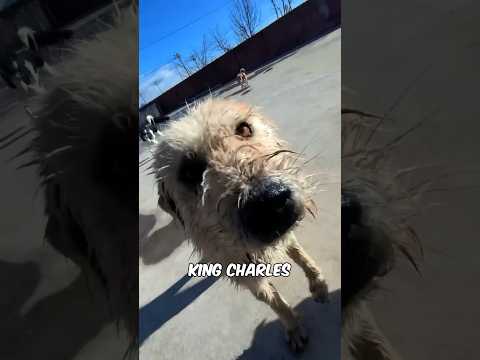 The End of King Charles💔🥲: The Alpha Dog