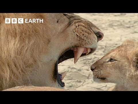 These Animals Redefine Fatherhood in the Wild