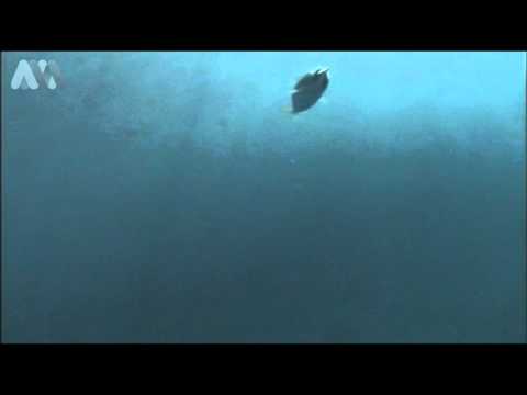 Amazing kingfish strikes underwater