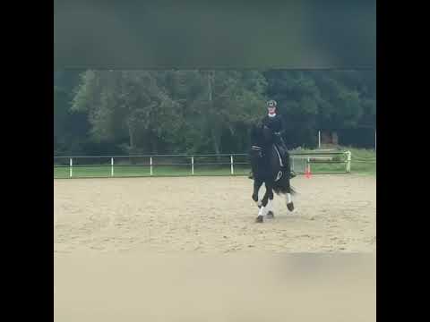 Stal Okkema's Jort - Maurits x Heinse - star stallion - 2011 - 168m