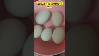 Let's Collect Today's Eggs! BIGGEST Egg Yet! #love #chickens #news #happy #foodie #fun #update