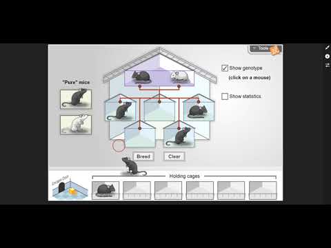 Mouse Genetics One Trait Gizmo Introduction