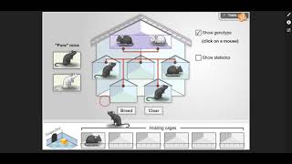 Mouse Genetics One Trait Gizmo - Introduction
