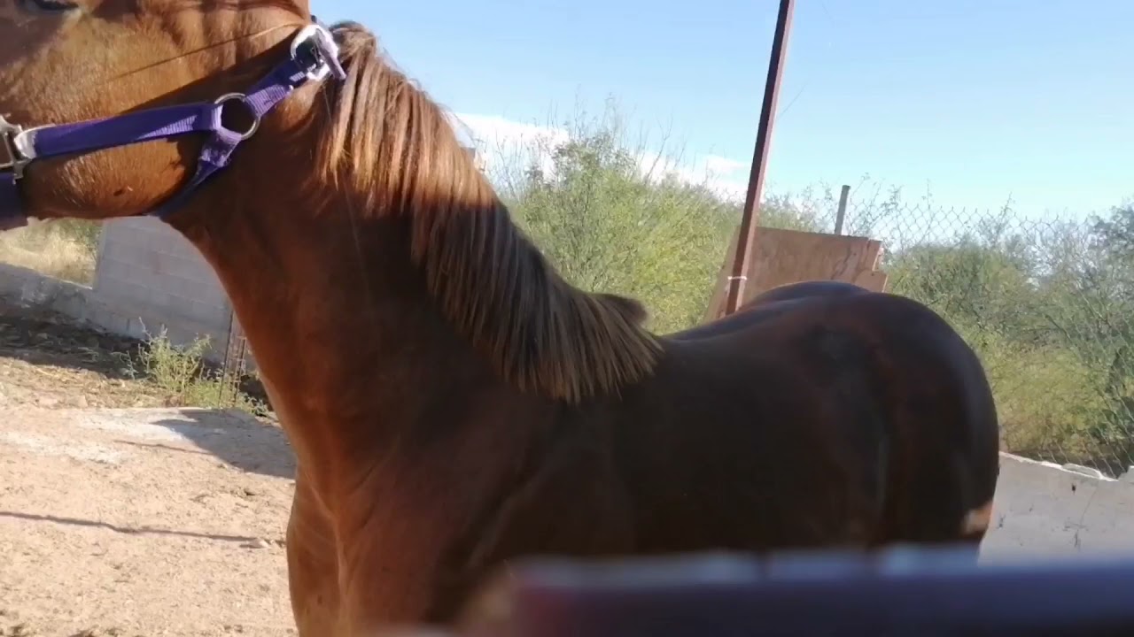 DesarrollaTE para potros Dia 1