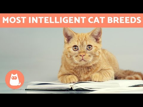 SMARTEST CAT BREEDS in the world 🐱💡 TOP 10