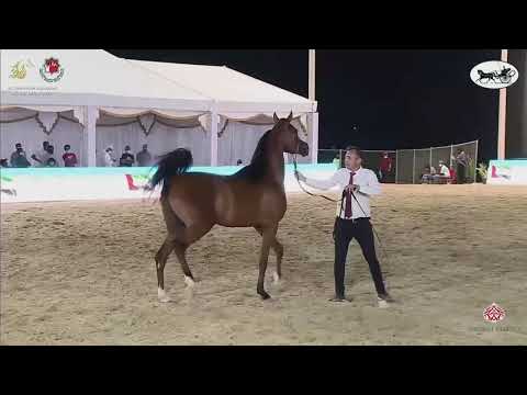 N 106 SQ SHAMOOS   Al Dhafrah Arabian Horse Championship 2021   Fillies 2 Years Old Class 2B