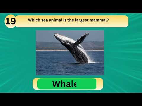 Animal Quiz for Kids | Fun Animal Quiz | Can You Guess These Amazing Animals? | Animal Fun Time!
