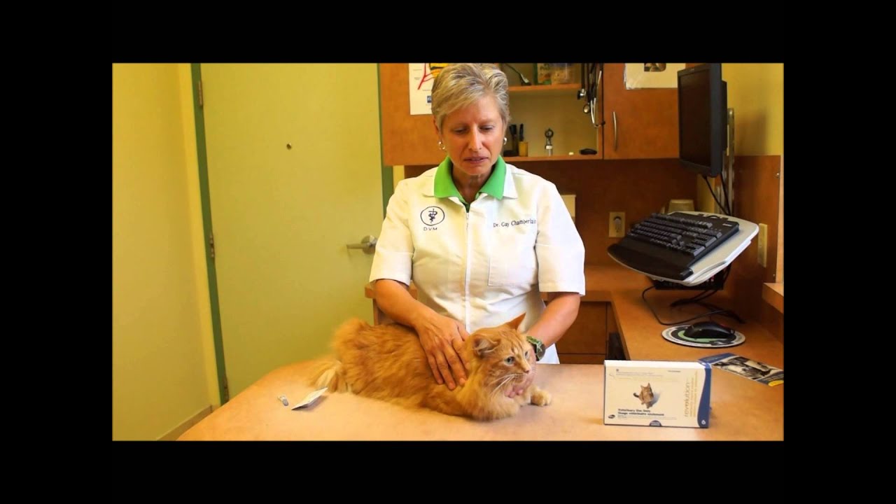 Flea Treatment for Cats!! How to Apply Revolution for Cats