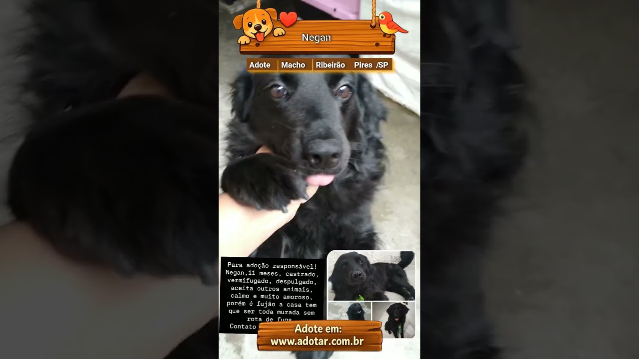 Cachorro raça SRD-ViraLata idade 7 a 11 meses nome Negan