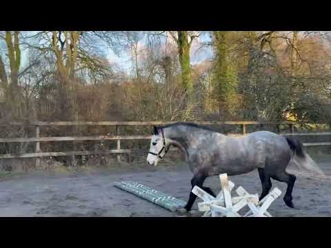 Dunlewey Gaoithe, by Bettyspark Shadow - Image 2