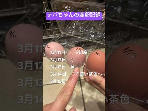 鶏が卵を食べるのですが、なぜですか?何をするか？それを避けるために取るべき6つのステップ  庭園