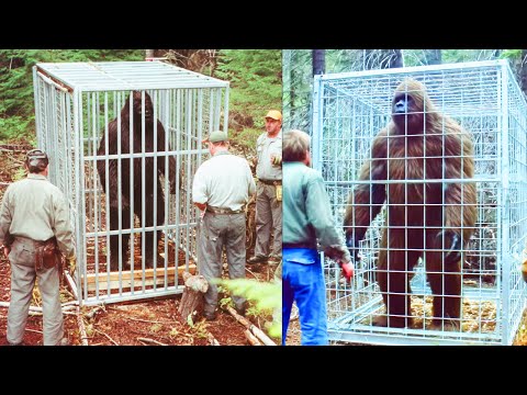 'THEY CAUGHT BIGFOOT' Boy Finds a Captured Sasquatch - Encounter Story