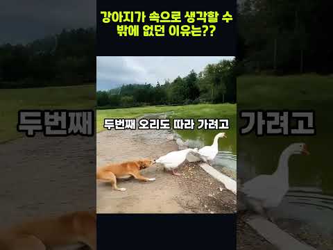 강아지가 오리를 구하면서 짖을 수 없던 이유는?? #웃긴영상 #동물
