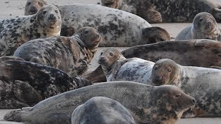 video: Video: 'Well over' 2,000 grey seal pups born on Norfolk beach as police deter visitors
