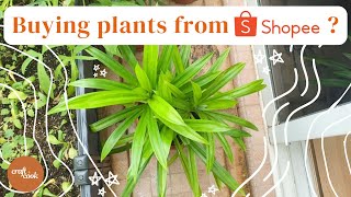 #27 - Buying plants from Shopee Singapore - Pandan, Curry, Citronella (Mosquito) Plant Care