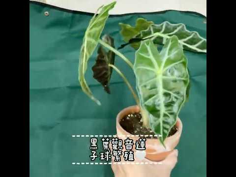 天南星科觀葉植物