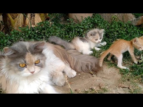 Mom Cat Panting In Heat But Still Kissing And Loving Her 3 Kittens
