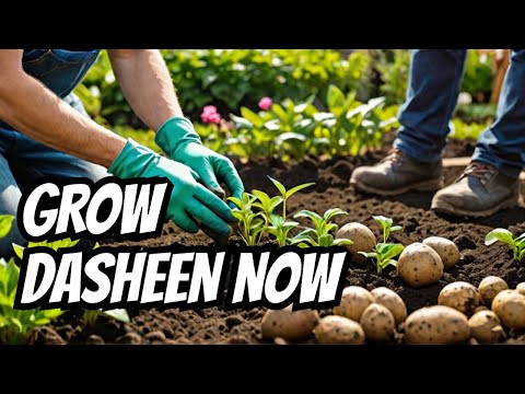 Top 10 Tips to Grow Dasheen Successfully