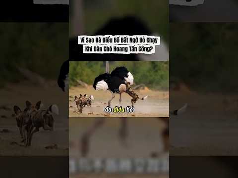 Vì sao Đà Điểu Bố bất ngờ bỏ chạy khi đàn chó hoang tấn Công? #shorts