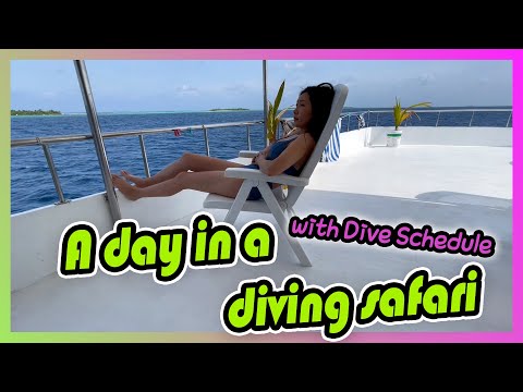 Three dives per day in a liveaboard