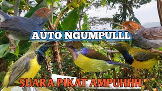 Download lagu Suara pikat sogon,kombinasi korlap dan prenjak kepala merah😱‼️ mp3