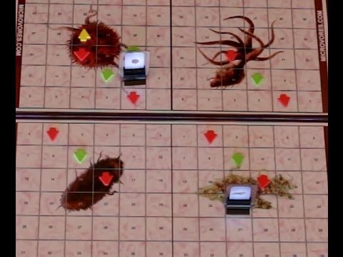 Table For Two Show - You Be the Judge - Episode 2 - Microvores