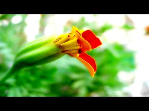 Jason Bradberry ft. Emily Haughton - Autumn (Mango pres. Shoreliners Remix) [HD]