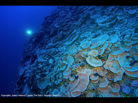 Mesophotic Coral Ecosystems of French Polynesia - PhD Defence - Gonzalo Pérez-Rosales