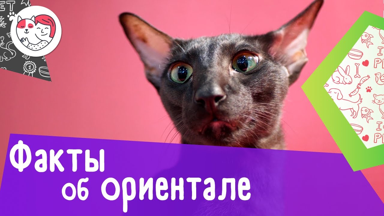 5 интересных фактов об ориентальных кошках