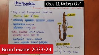 Hemichordata Class 11 Biology 2023-24 Animal kingdom