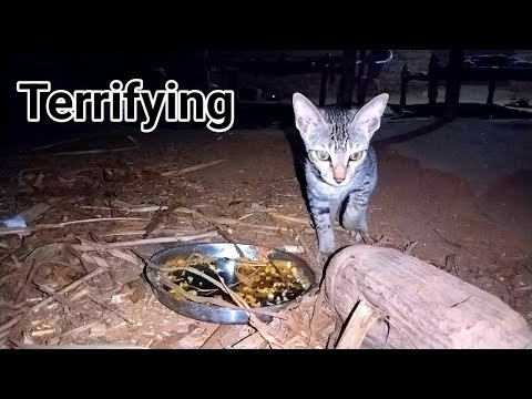 The cat Funny in jungle / animals in forest