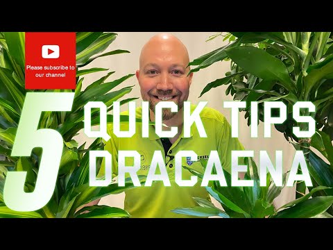 5 Quick tips Dracaena