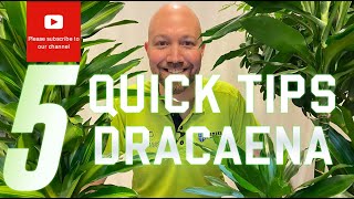 5 Quick tips Dracaena