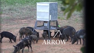 3 PIGS 2 ARROWS! CRAZY Hunt